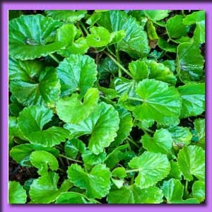 টুনকুনির পাতা