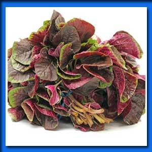 লাল শাঁক