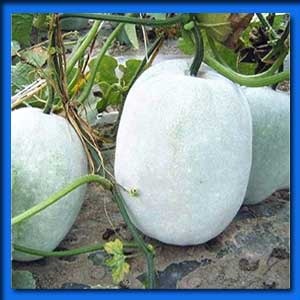 জালি কুমড়া