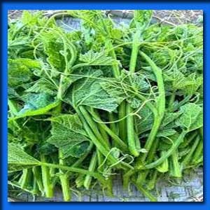 লাউ শাঁক/ কদুর আগা