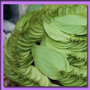 পান (বাংলা/খাশিয়া)