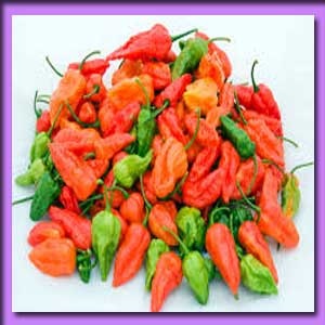 নাগা মরিচ