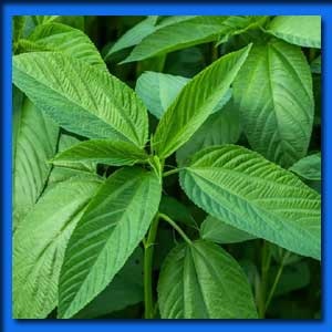 পাটের পাতা